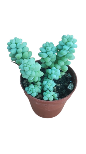 sedum-burrito