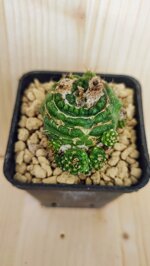 notocactus-werdermannianus-spiralis