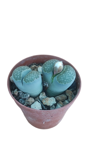lithops-sp