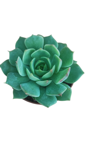 echeveria-elegans