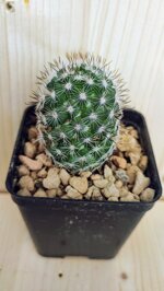 mammillaria-schumanni