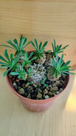 euphorbia-japonica
