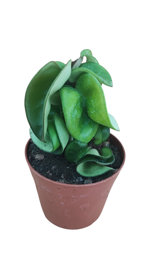 hoya-carnosa-compacta