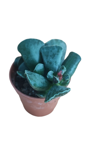 adromischus-cooperii