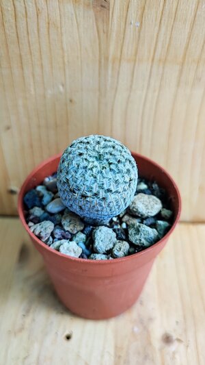 mammillaria-pectinifera