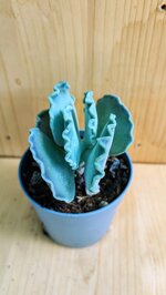 cotyledon-undulata