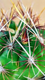thelocactus-bicolor