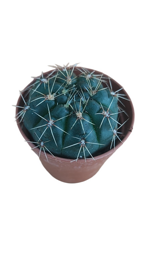 gymnocalycium-baldanium