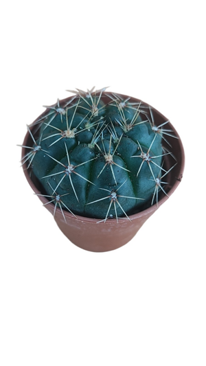 gymnocalycium-baldanium