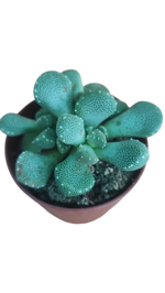 aloinopsis-villetii