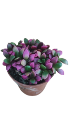 anacampseros-rufescens-f-variegata