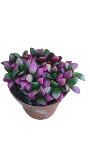 anacampseros-rufescens-f-variegata