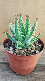 aloe-erynacea
