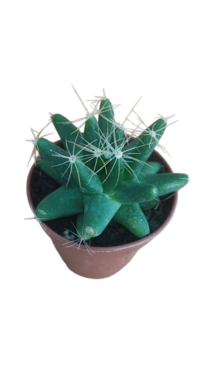 dolichothele-longimamma