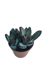 kalanchoe-tomentosa-cv-chocolate