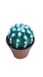 echinopsis-subdenudata