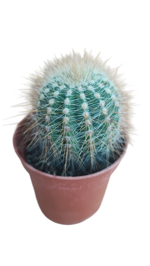 notocactus-magnificus