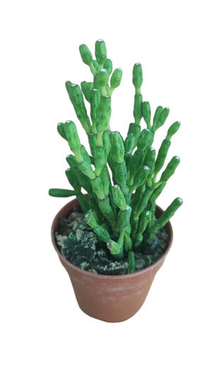 hatiora-salicornioides