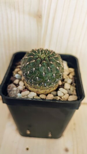 sulcorebutia-horacekii
