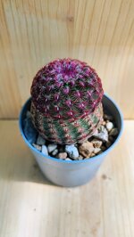echinocereus-rigidissimus-v-rubrispinus