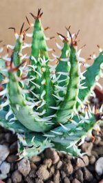aloe-erynacea