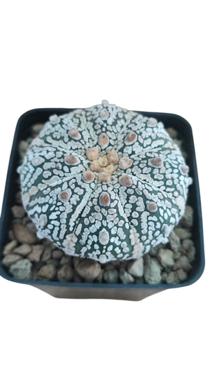 astrophytum-asterias-superkabuto