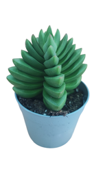 crassula-benjamin