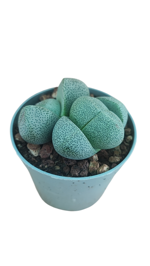 pleiospilos-nelii