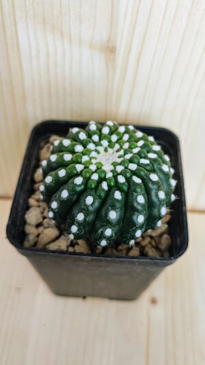 notocactus-uebelmannianus-f-inermis