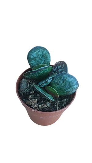 adromischus-rupicola