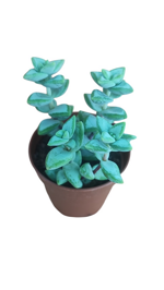 crassula-rupestris