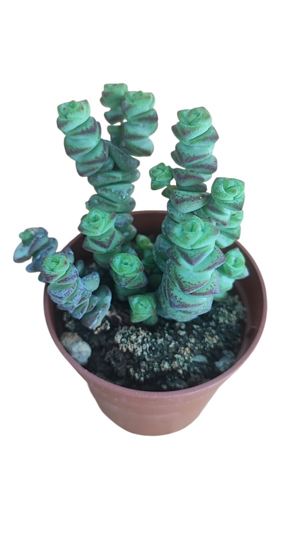 crassula-marnierana