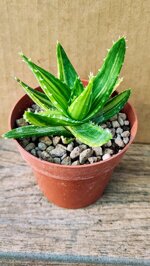 aloe-mitriformis-f-variegata