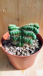 eulychnia-castanea-spiralis-f-crestata