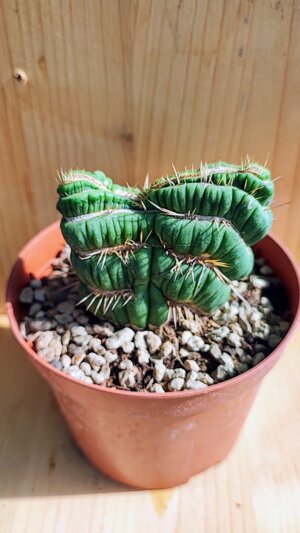 eulychnia-castanea-spiralis-f-crestata