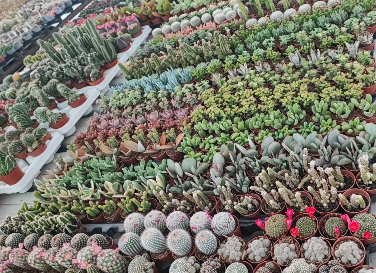 Tutti a Terme in Fiore, Civitavecchia, il 29 e 30 marzo: week end tra natura e archeologia