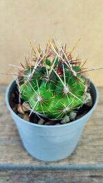 thelocactus-bicolor