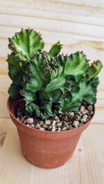 euphorbia-lactea-f-crestata