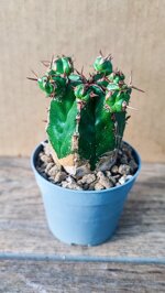 euphorbia-handiensis