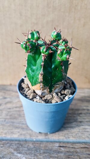 euphorbia-handiensis