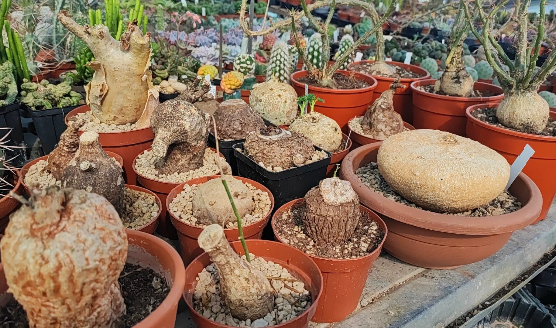 A Salerno, per la Mostra della Minerva, dal 19 al 21 aprile