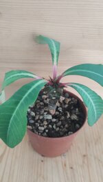 euphorbia-vigueri-ankarafantiensis