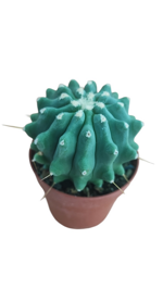 ferocactus-glauscensis-v-inermis