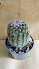 echinocereus-pectinatus