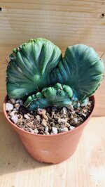 cereus-peruvianus-v-coral-f-crestata