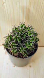 euphorbia-mitriformis