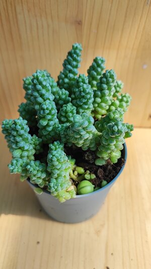 anacampseros-baeseckei