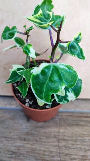 senecio-macroglossus-f-variegata