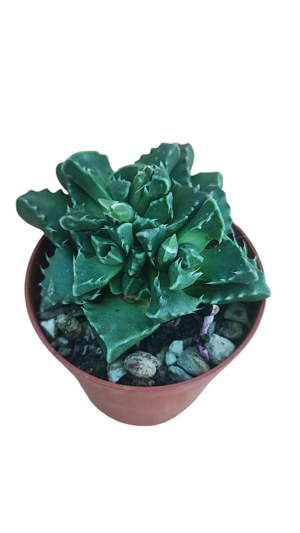 faucaria-tuberculosa