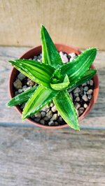 aloe-mitriformis-f-variegata